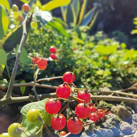 A Fonte Santo António