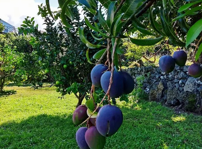 Appartement A Fonte *